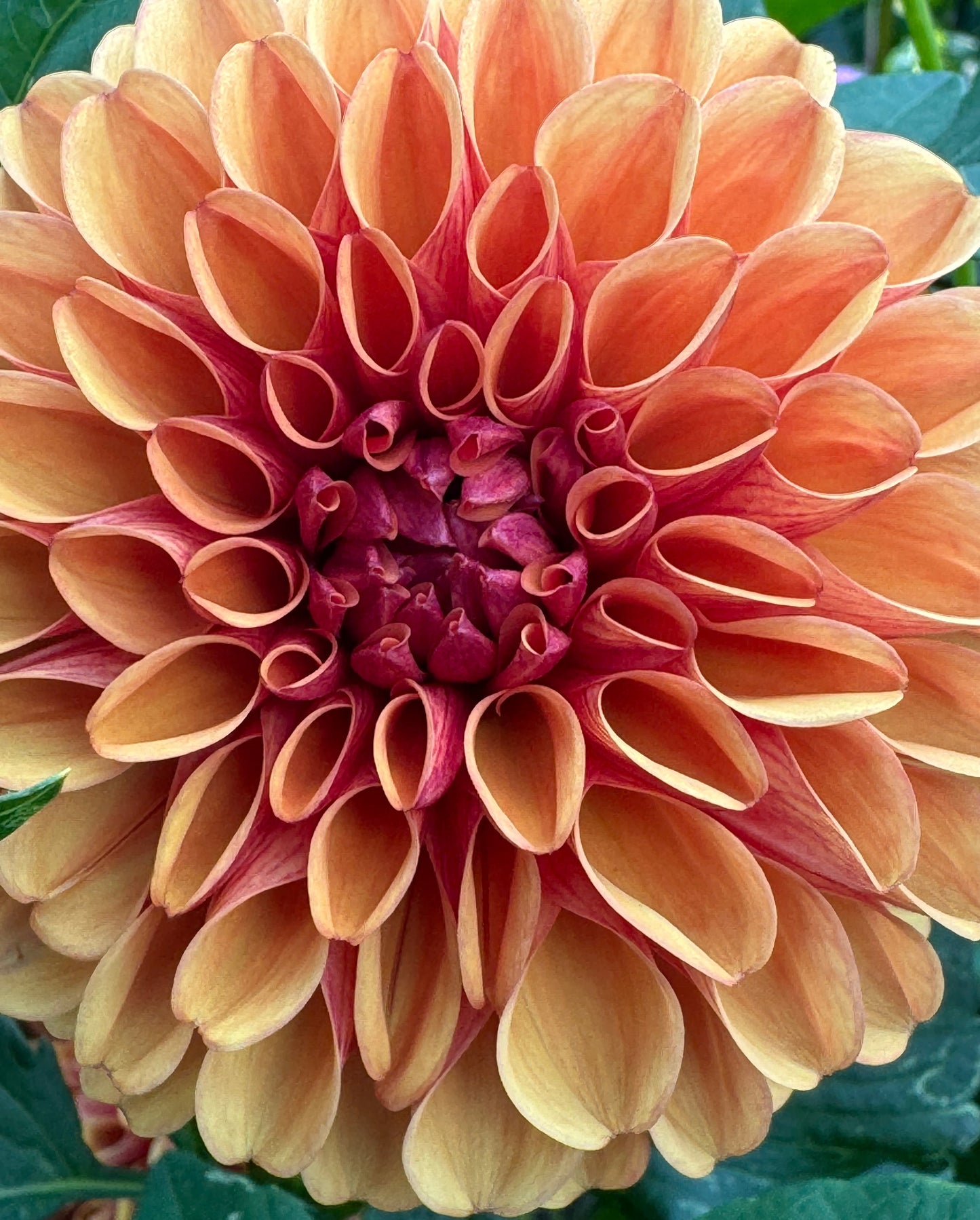 Valley Rust Bucket Dahlia