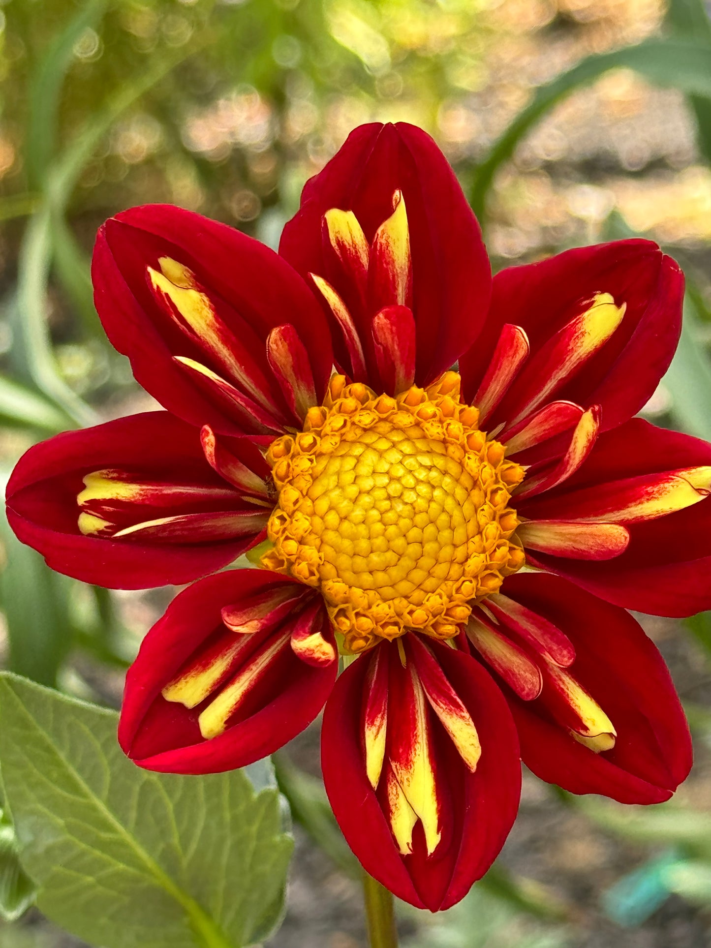 Heartthrob Dahlia