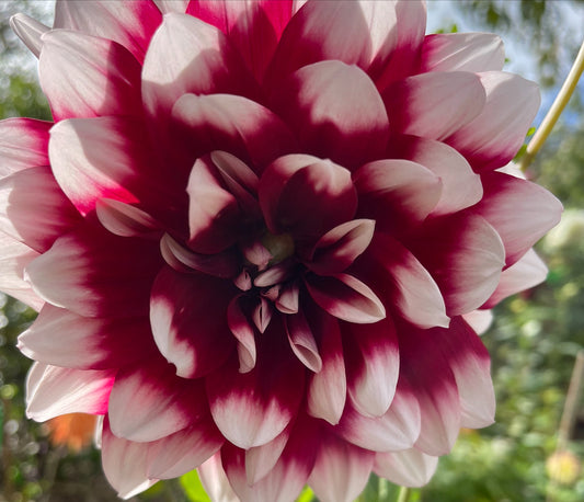 Mystery Day Dahlia