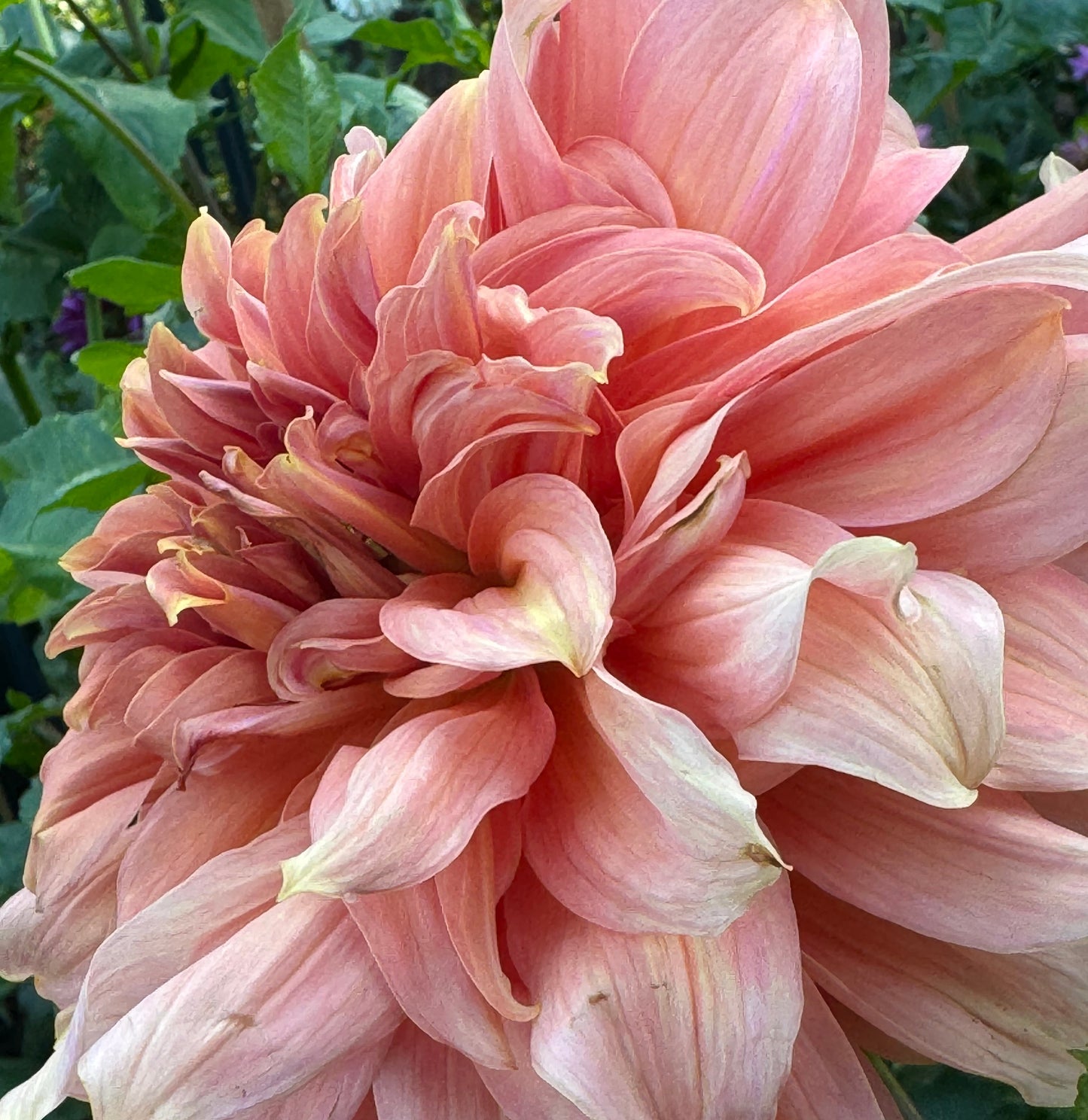 Fairway Spur Dahlia