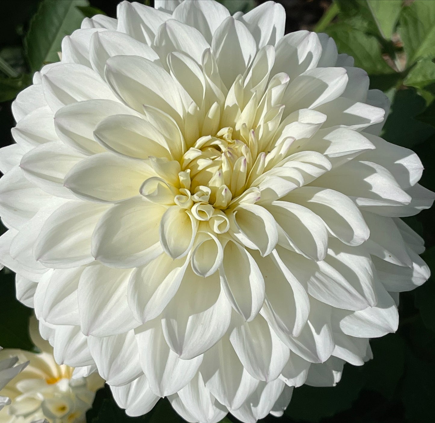 Orsetti Beauty Dahlia