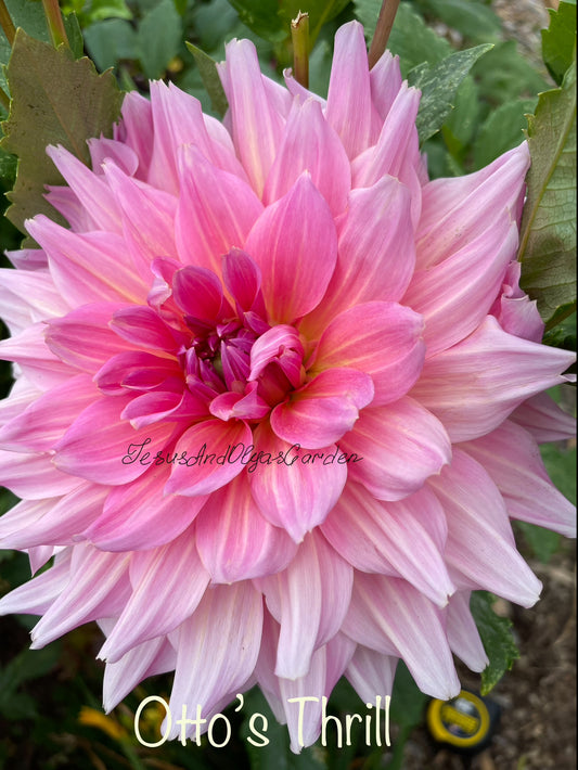 Otto's Thrill Dahlia