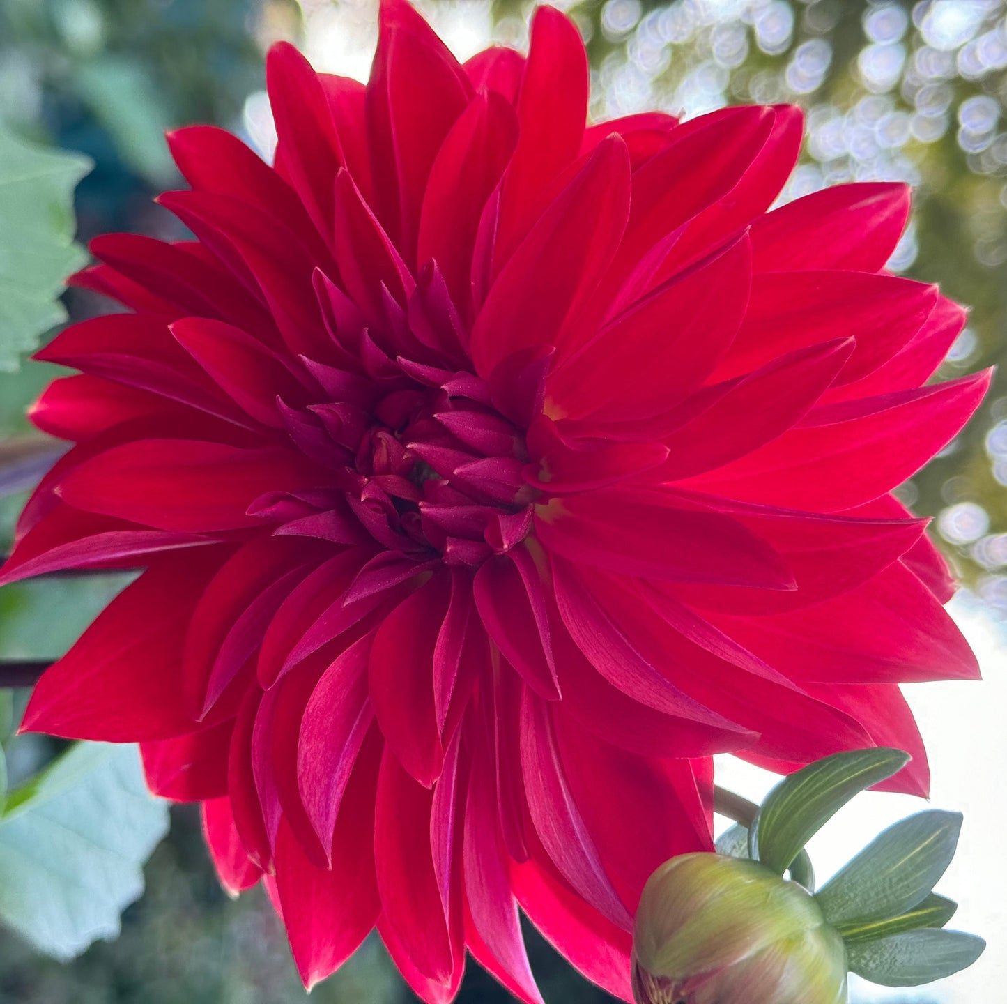 Anthony Armelin Dahlia