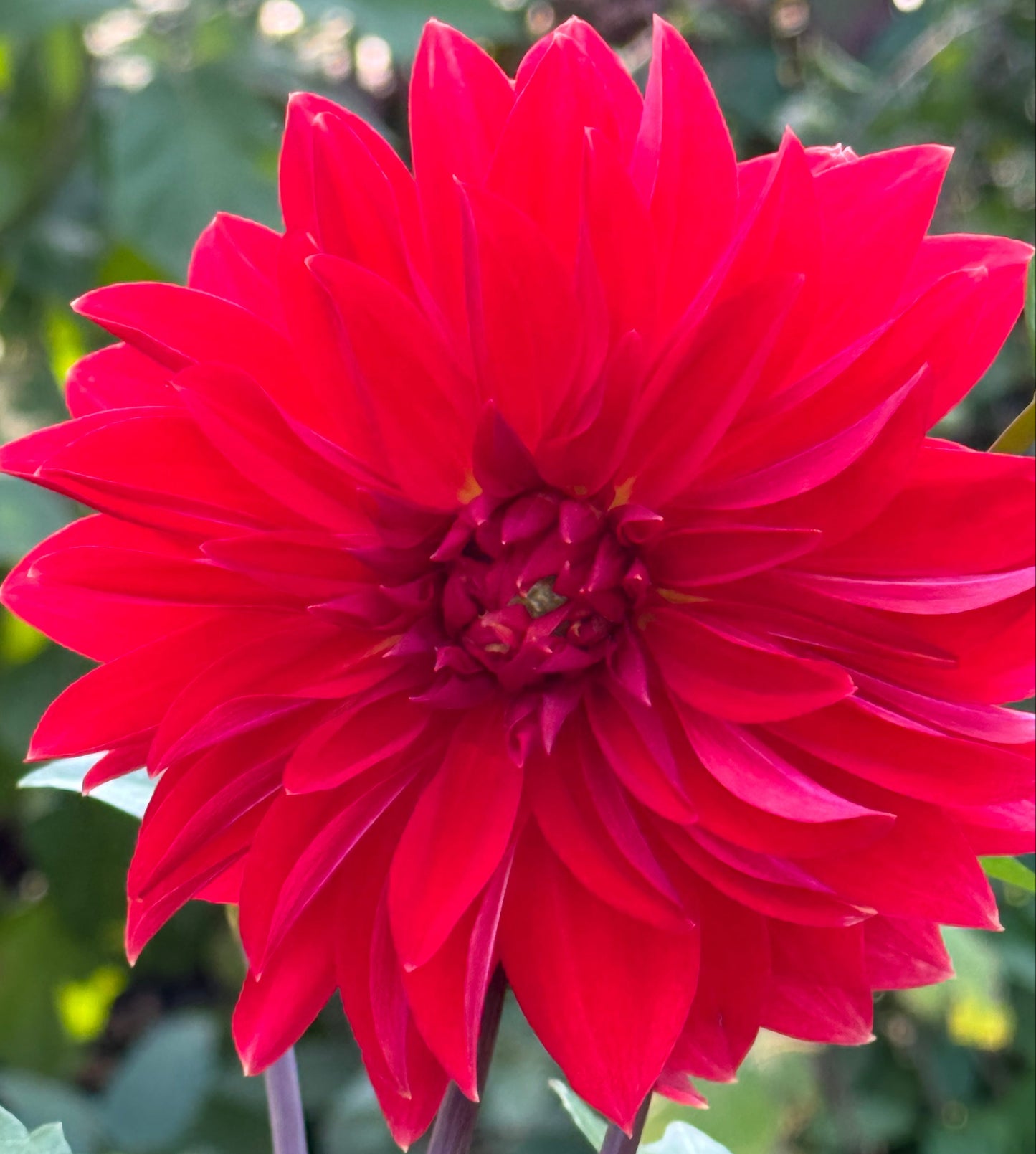 Anthony Armelin Dahlia