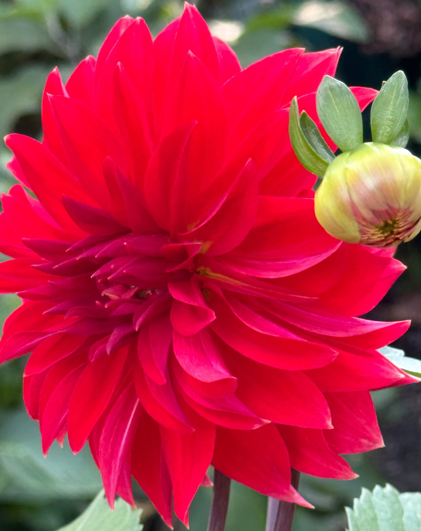 Anthony Armelin Dahlia