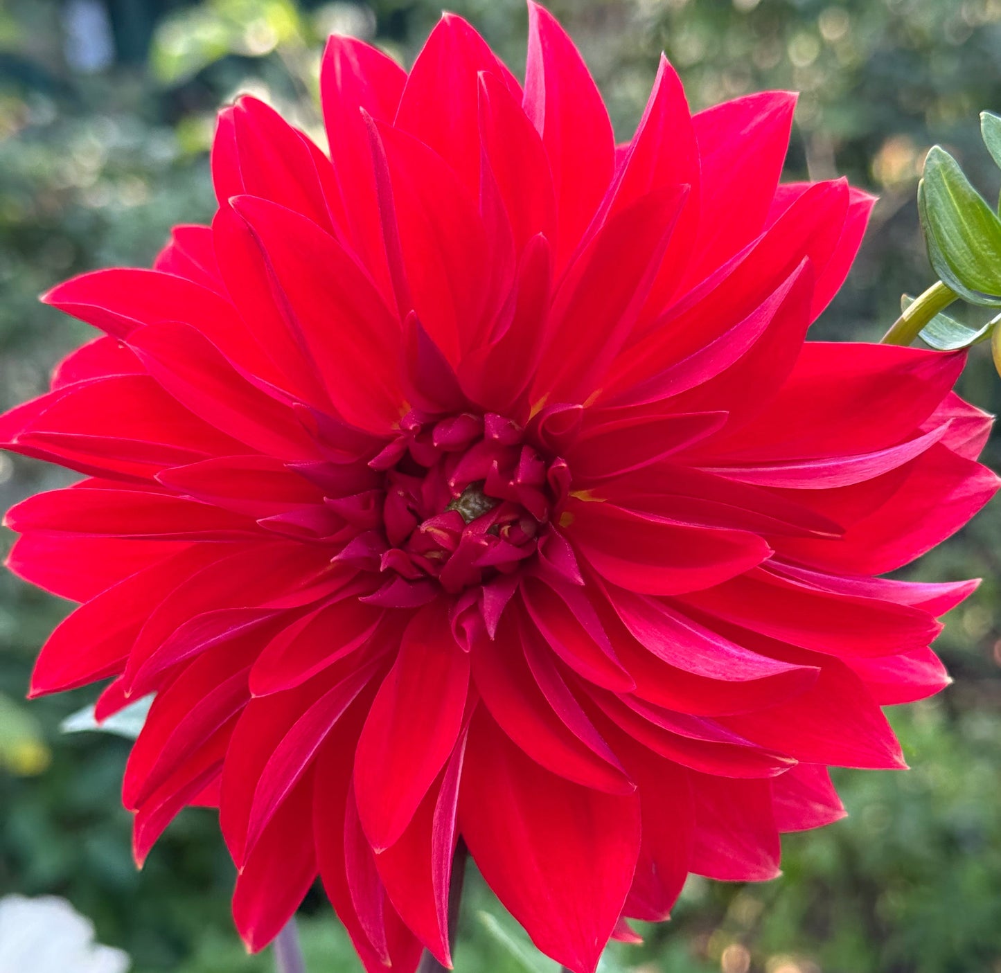 Anthony Armelin Dahlia