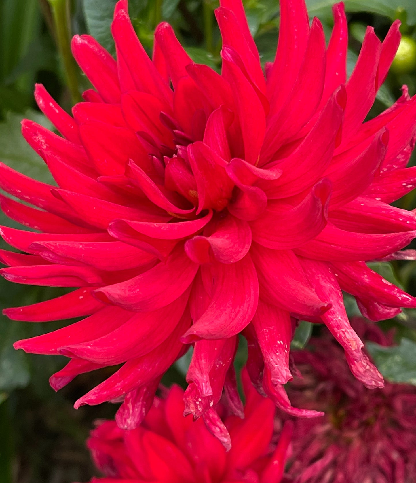 Red Pigmy Dahlia