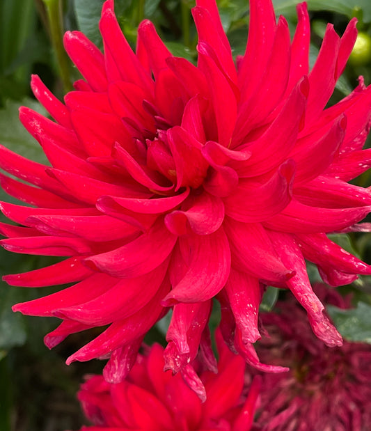 Red Pigmy Dahlia