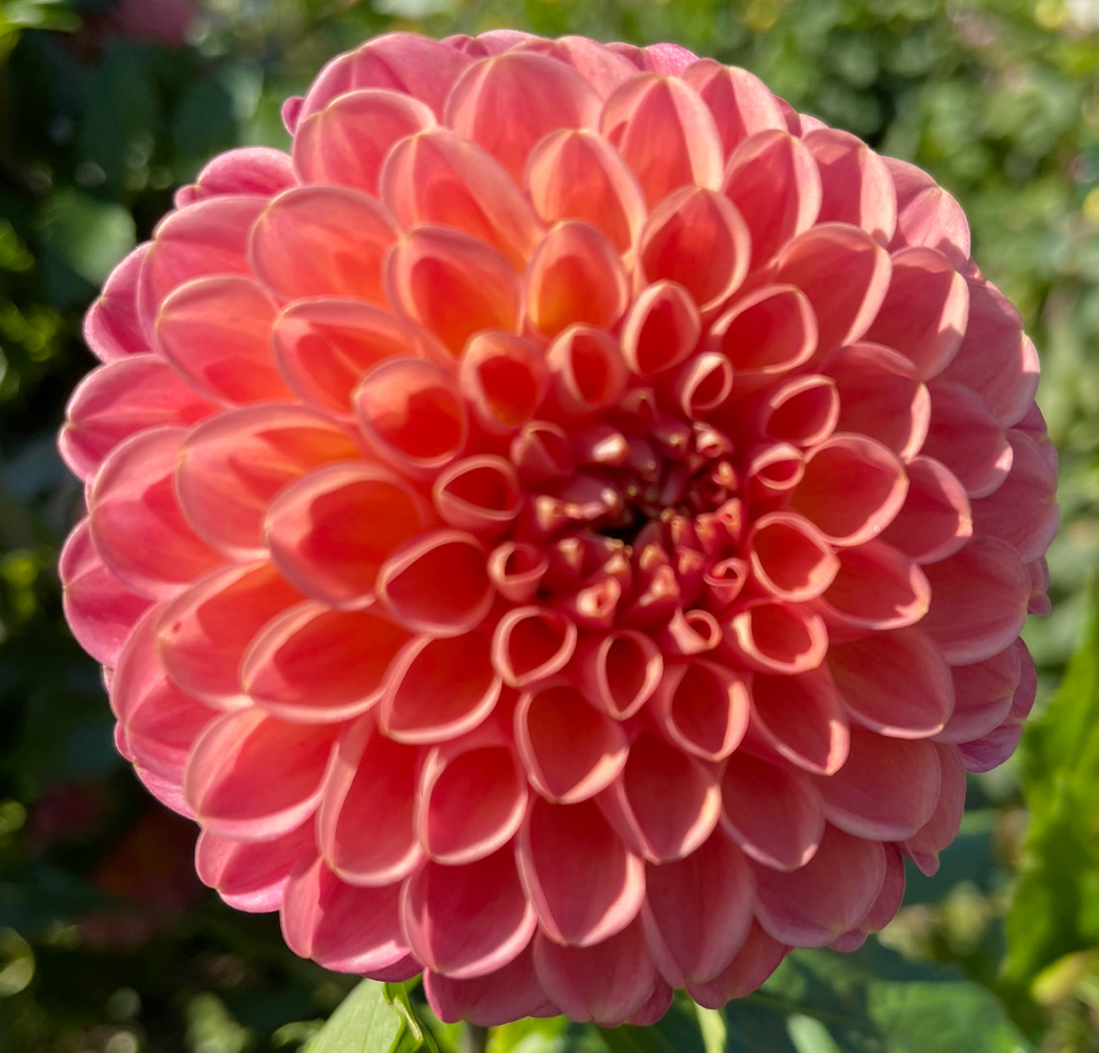 Snoho Jo Jo Dahlia