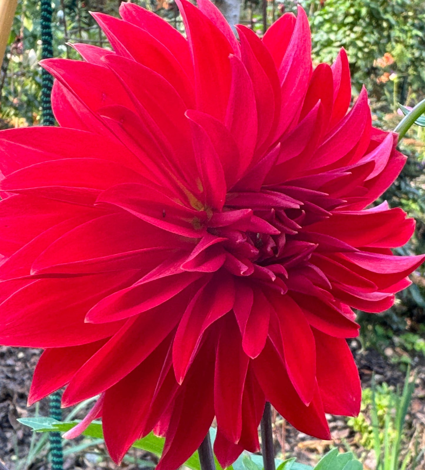 Anthony Armelin Dahlia