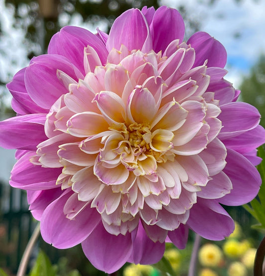 Take Off Dahlia