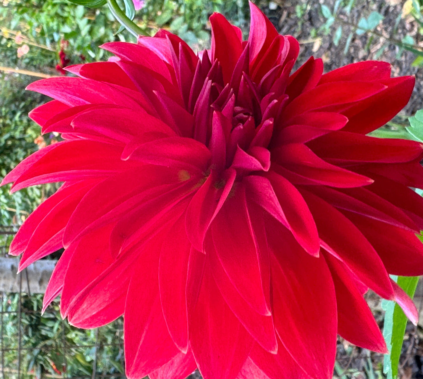 Anthony Armelin Dahlia