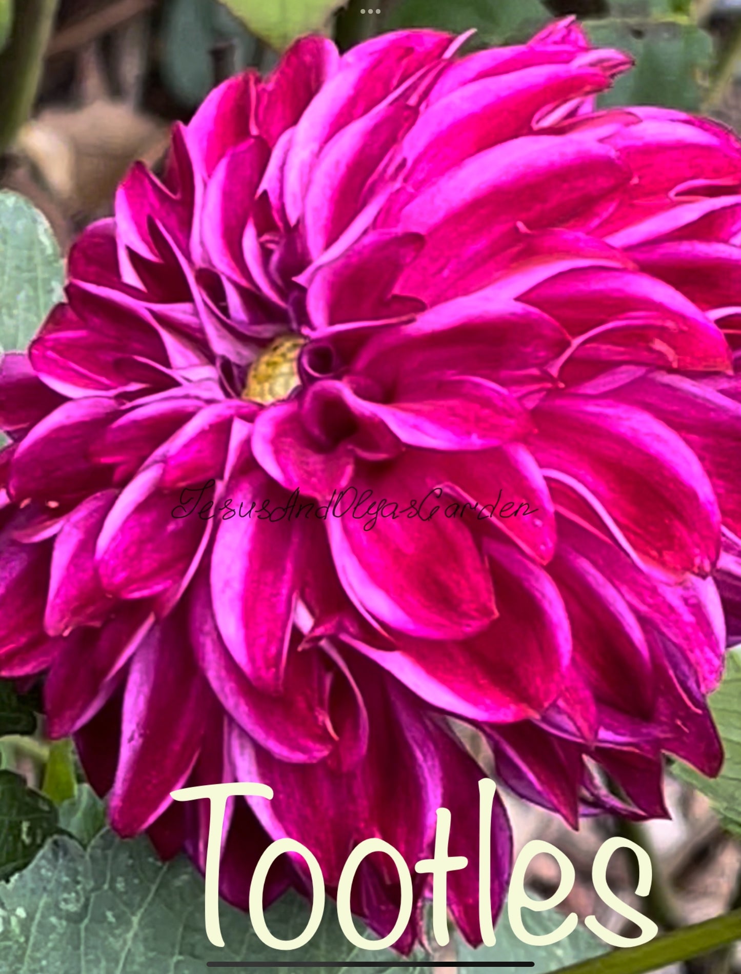 Tootlies Dahlia