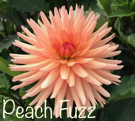 Peach Fuzz Dahlia