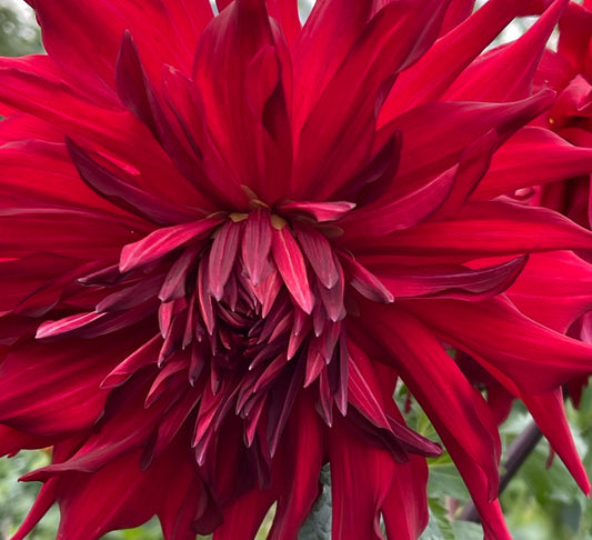 Zappas Deseret Storm Dahlia