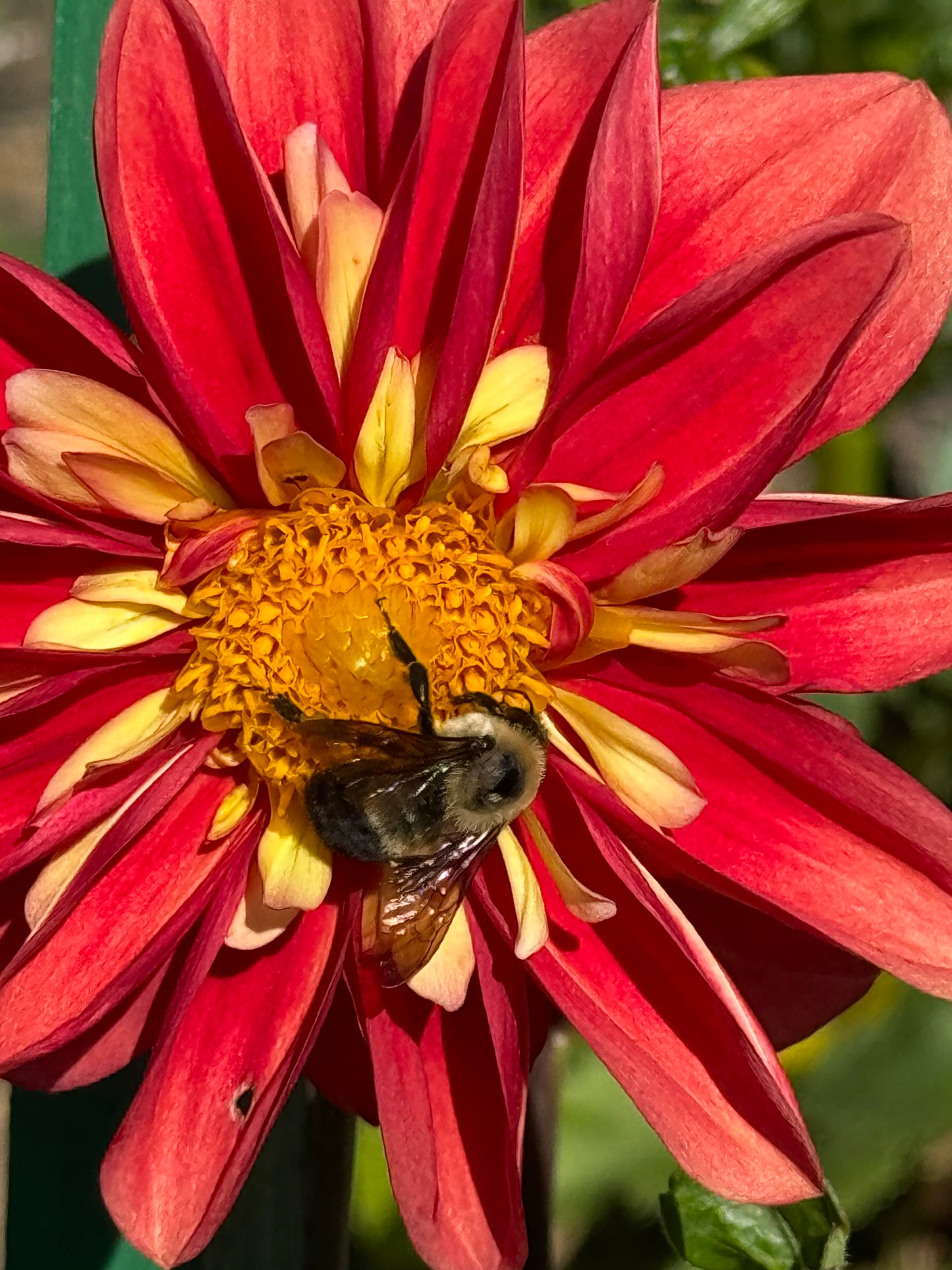 Lovely Elena Dahlia