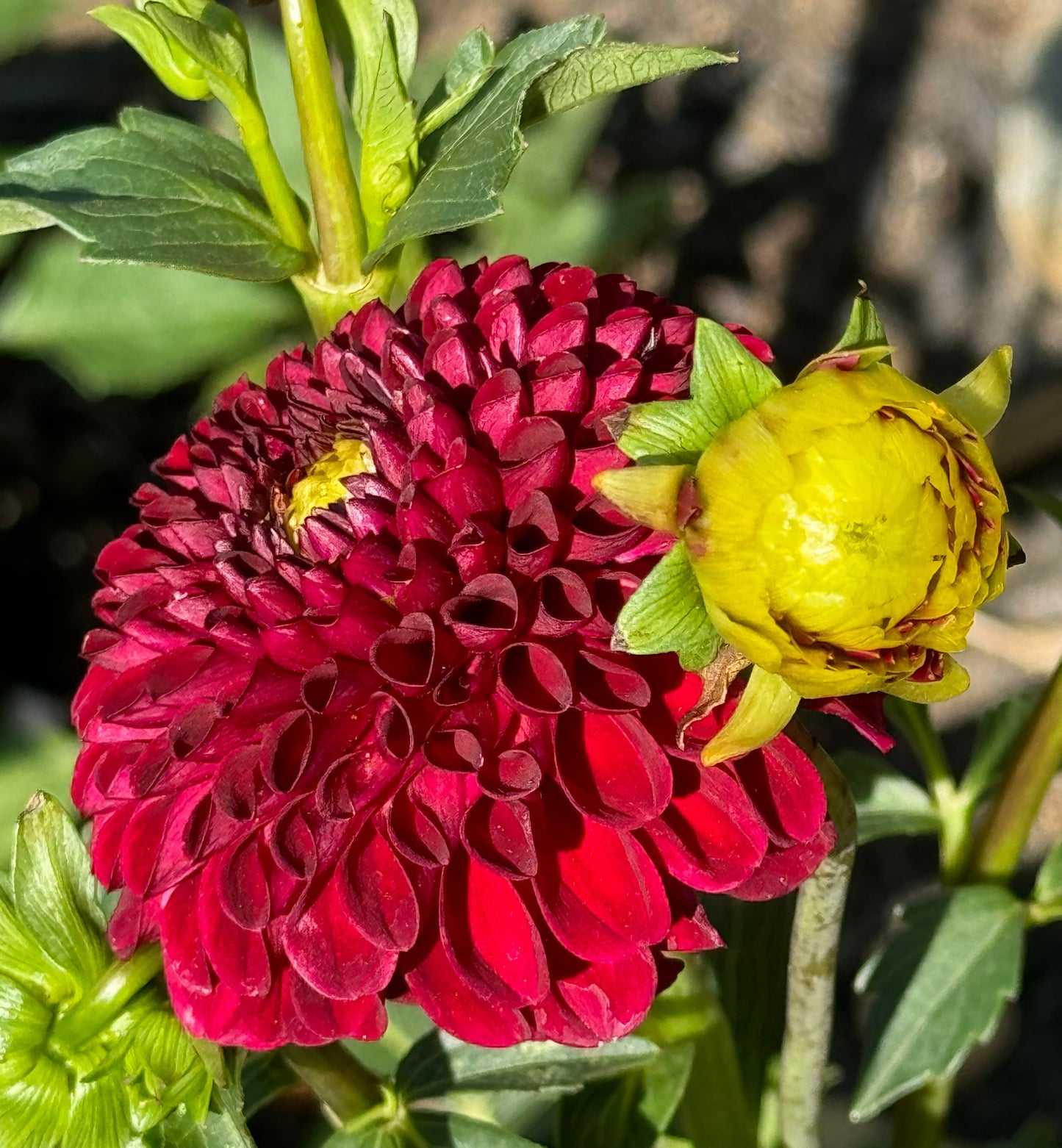 Ivanetti Dahlia
