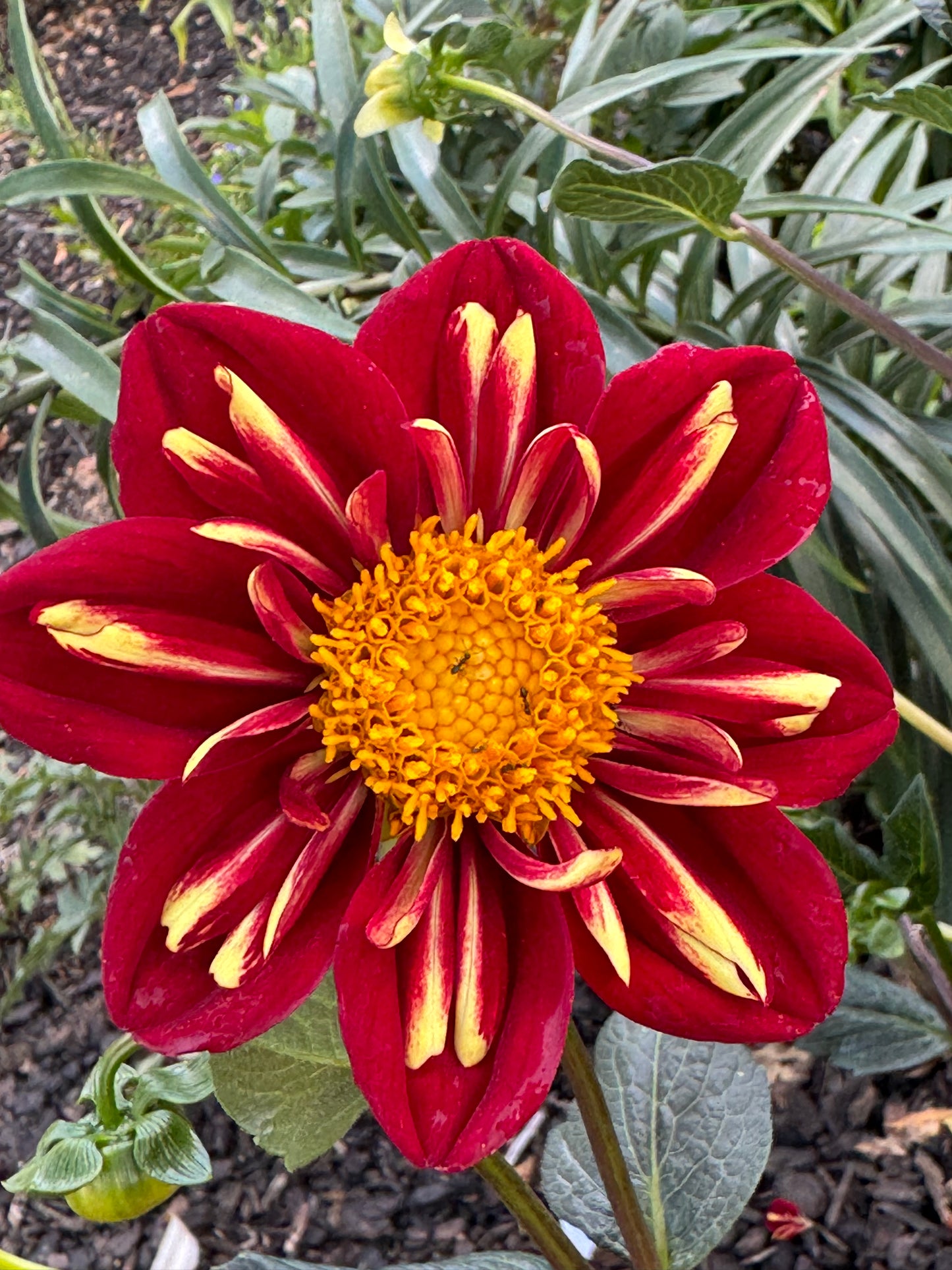 Heartthrob Dahlia