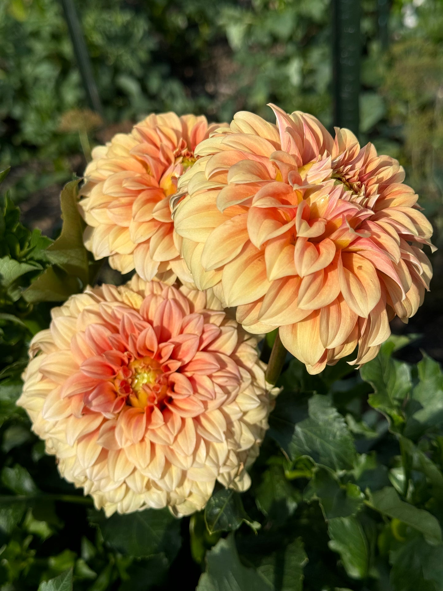 Bracken Palomino Dahlia