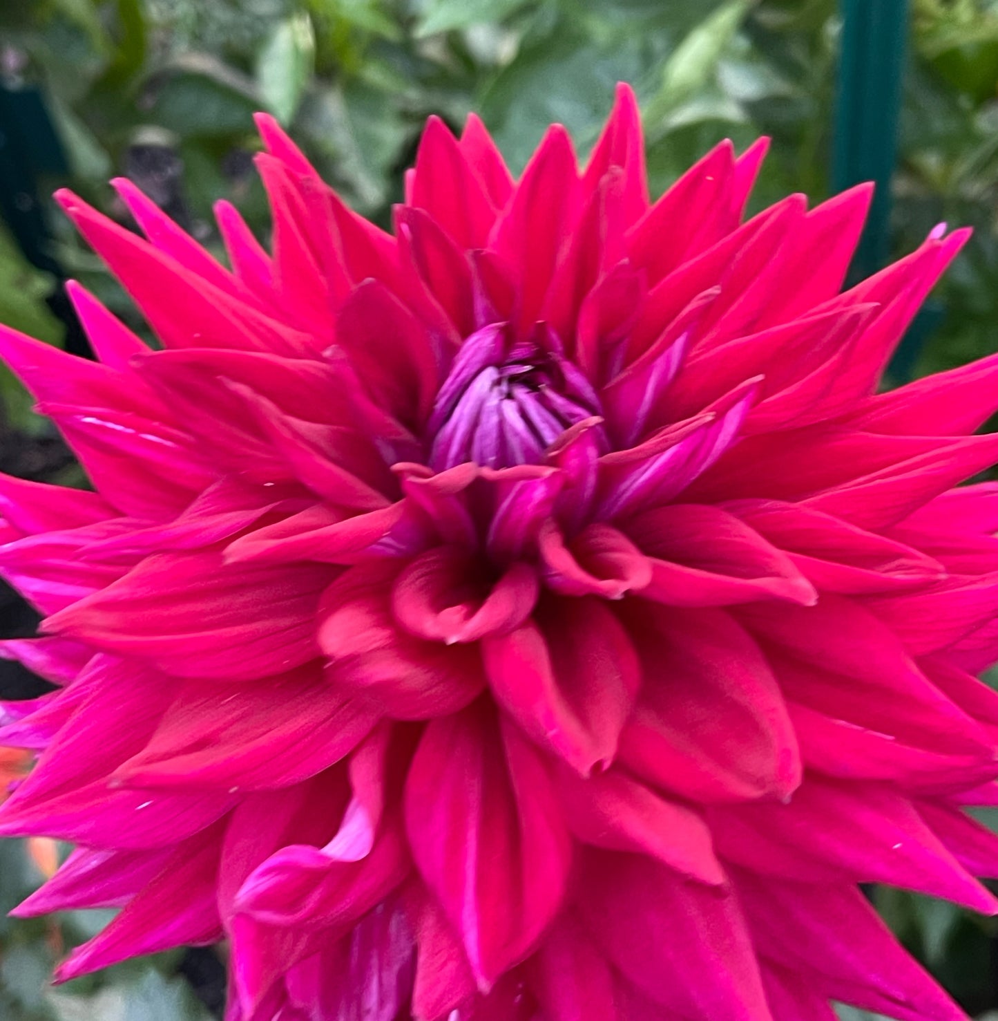 A C Zed Dahlia