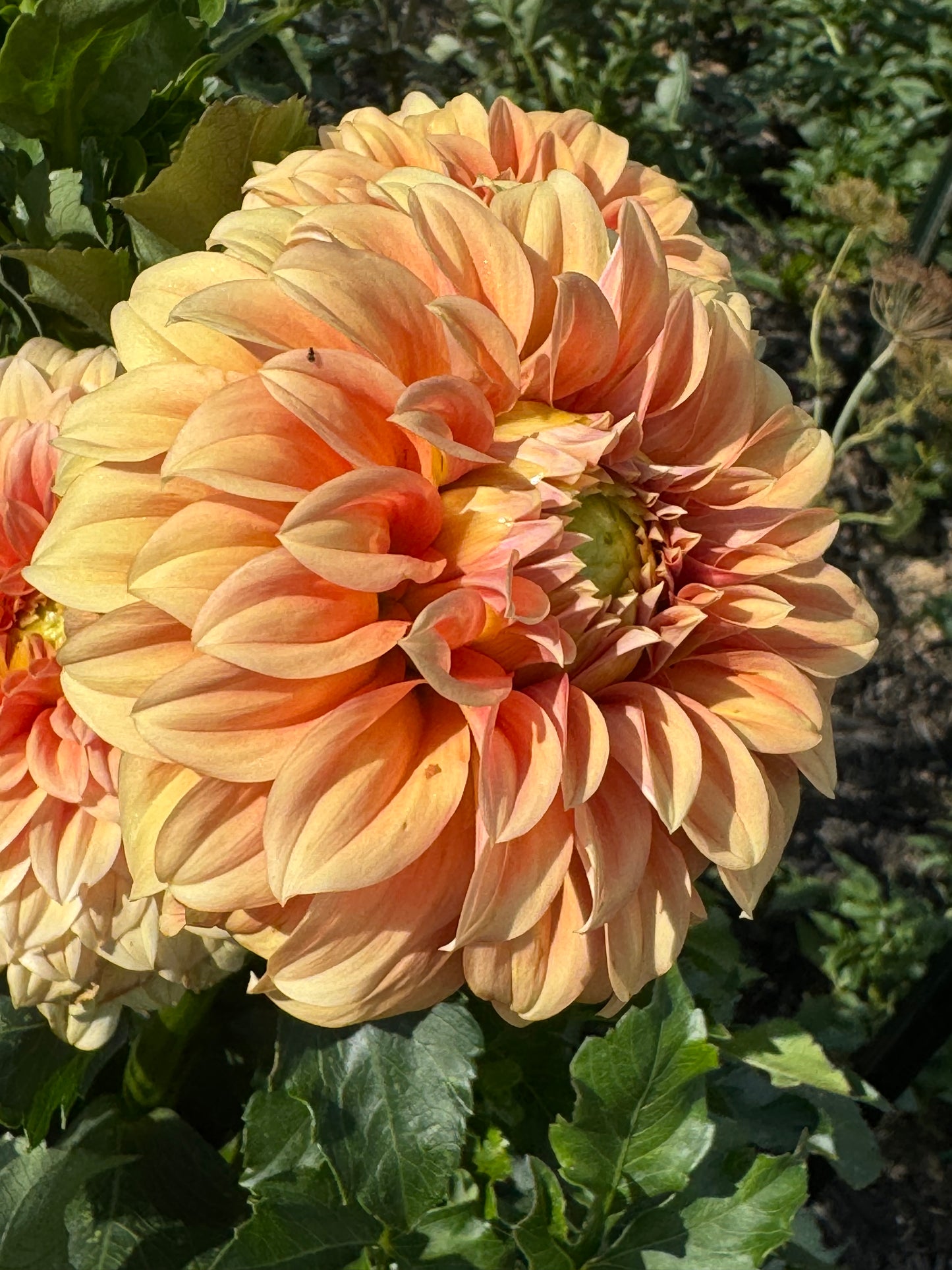 Bracken Palomino Dahlia