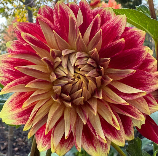 Verkist Aristocrat Dahlia