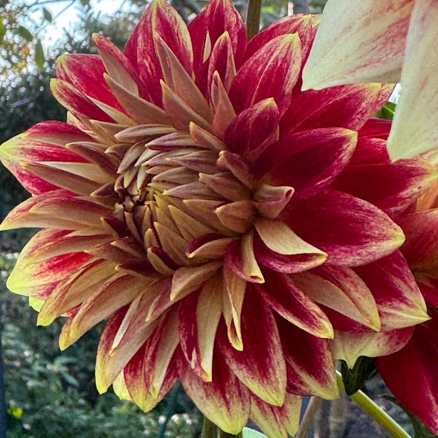 Verkist Aristocrat Dahlia