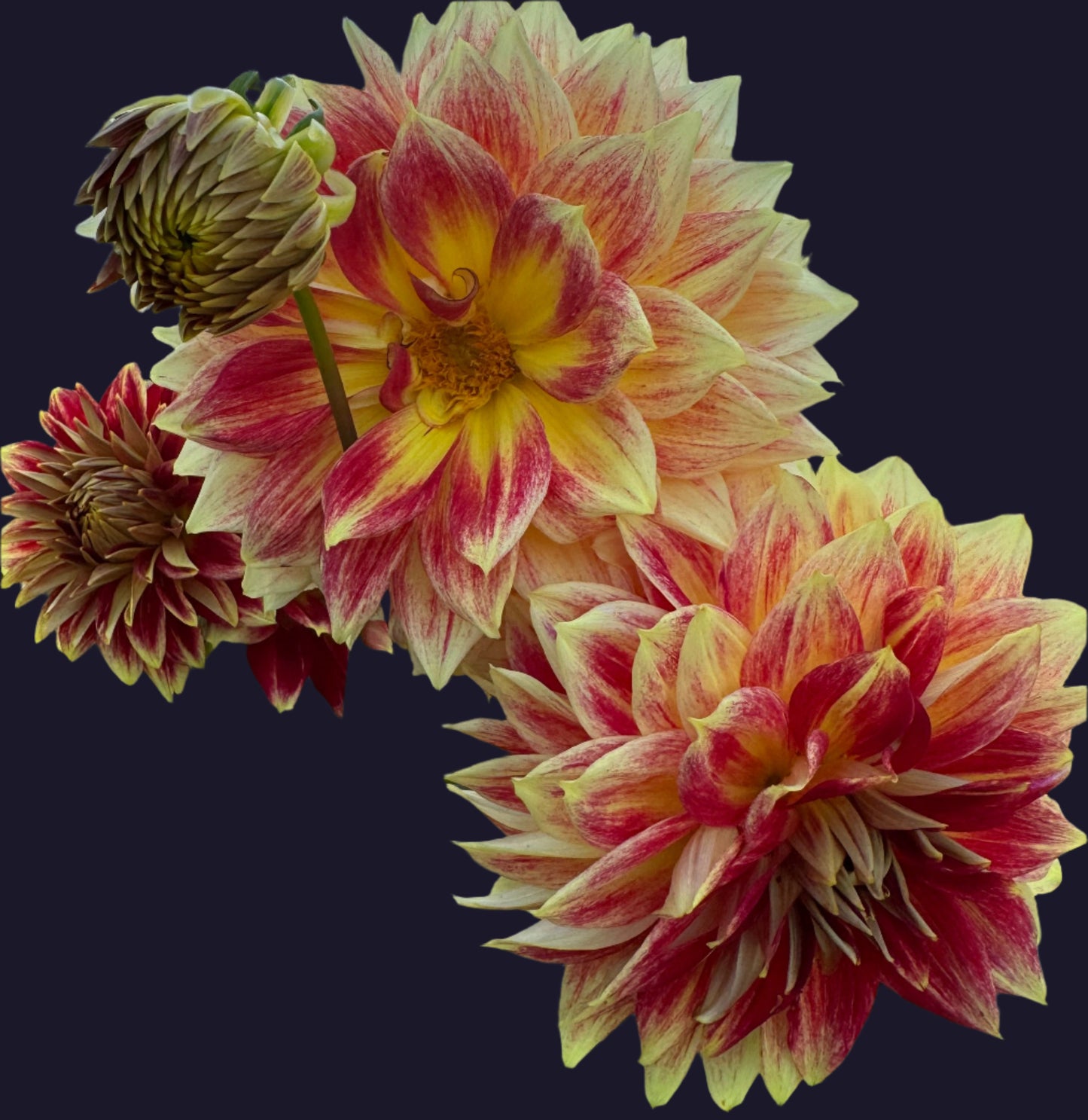 Verkist Aristocrat Dahlia