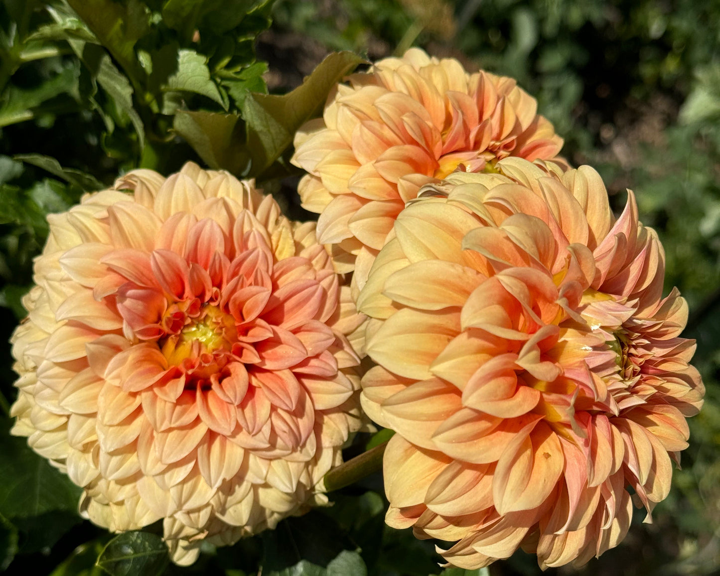 Bracken Palomino Dahlia