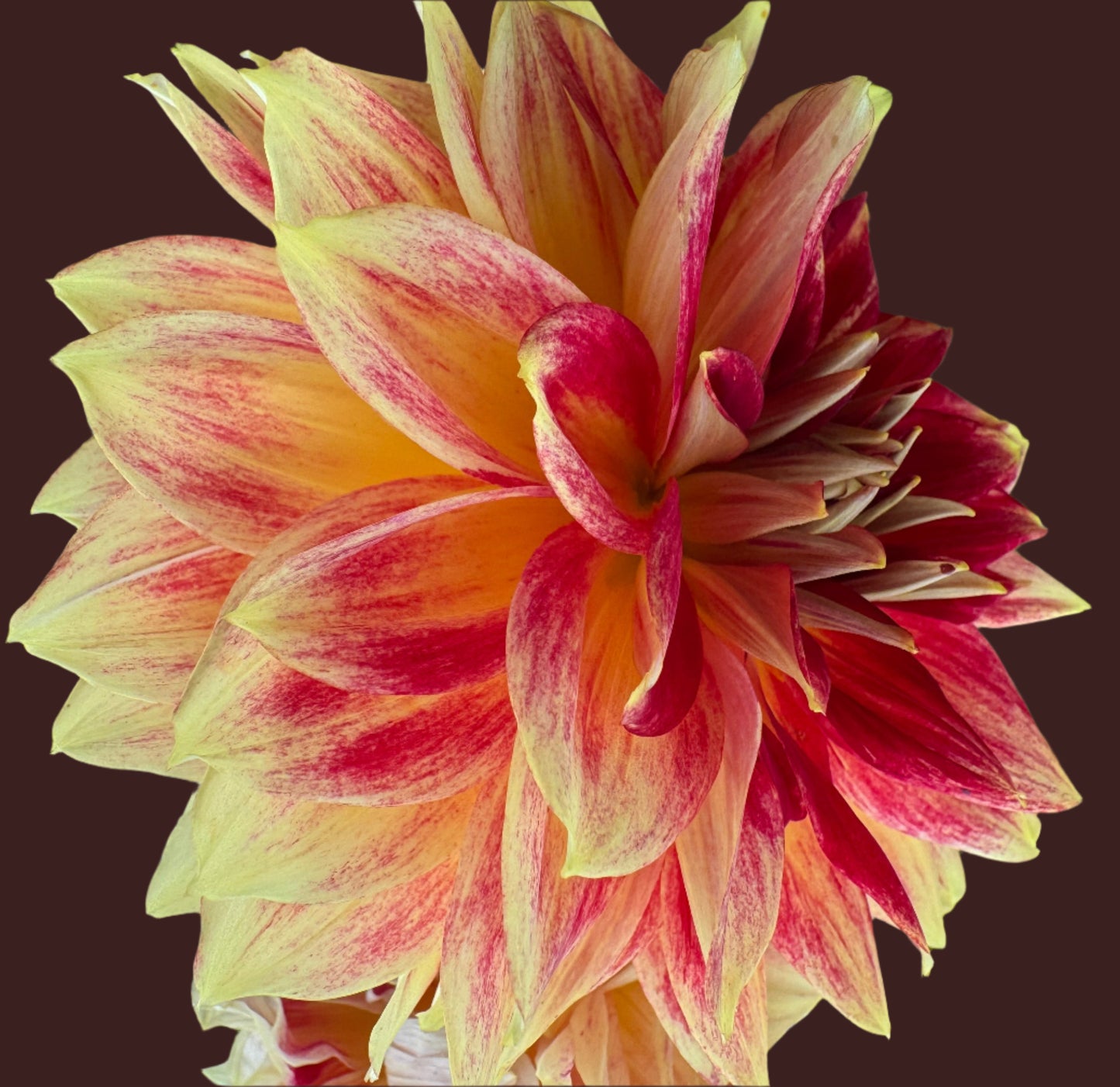 Verkist Aristocrat Dahlia