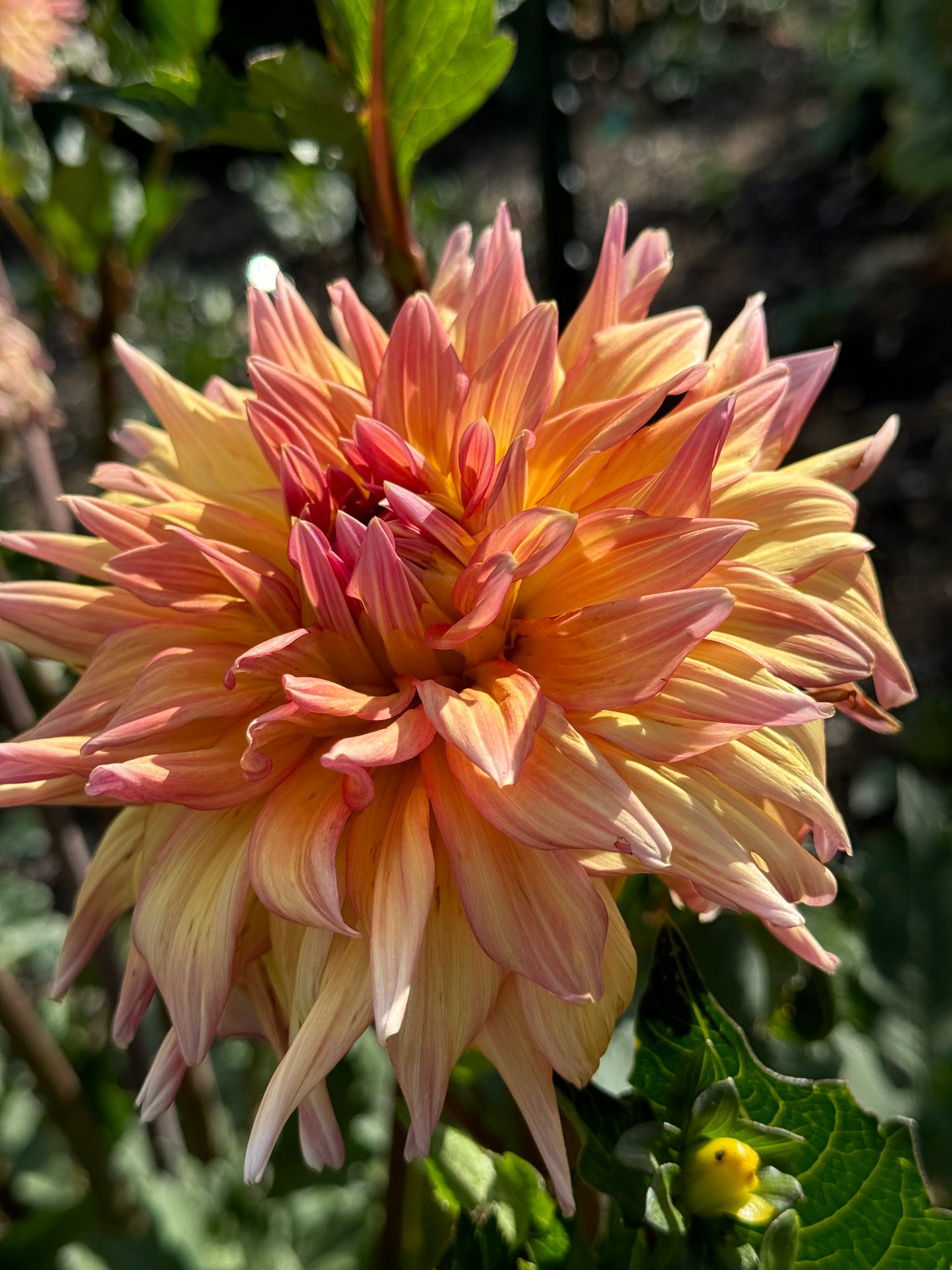 Bloomquist Paxton P Dahlia