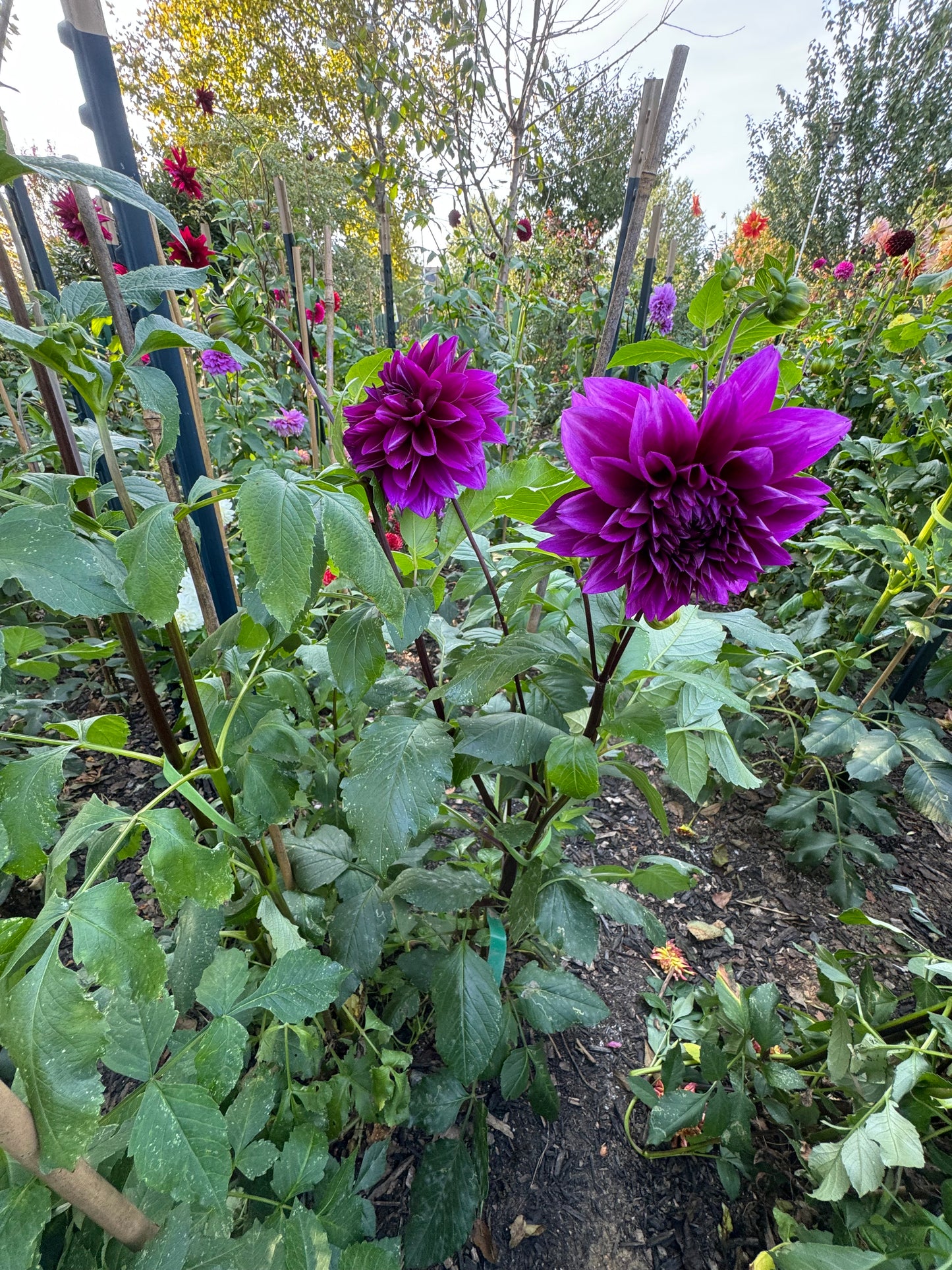 Blue Bird Dahlia