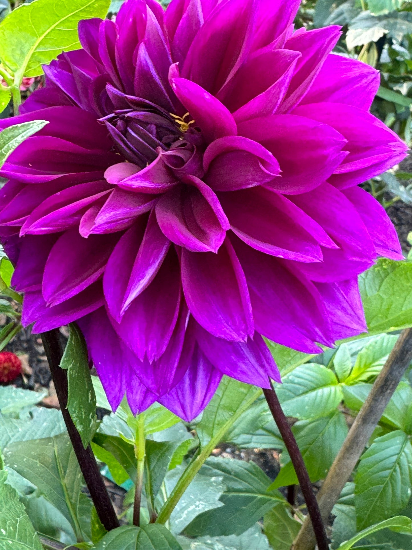 Blue Bird Dahlia