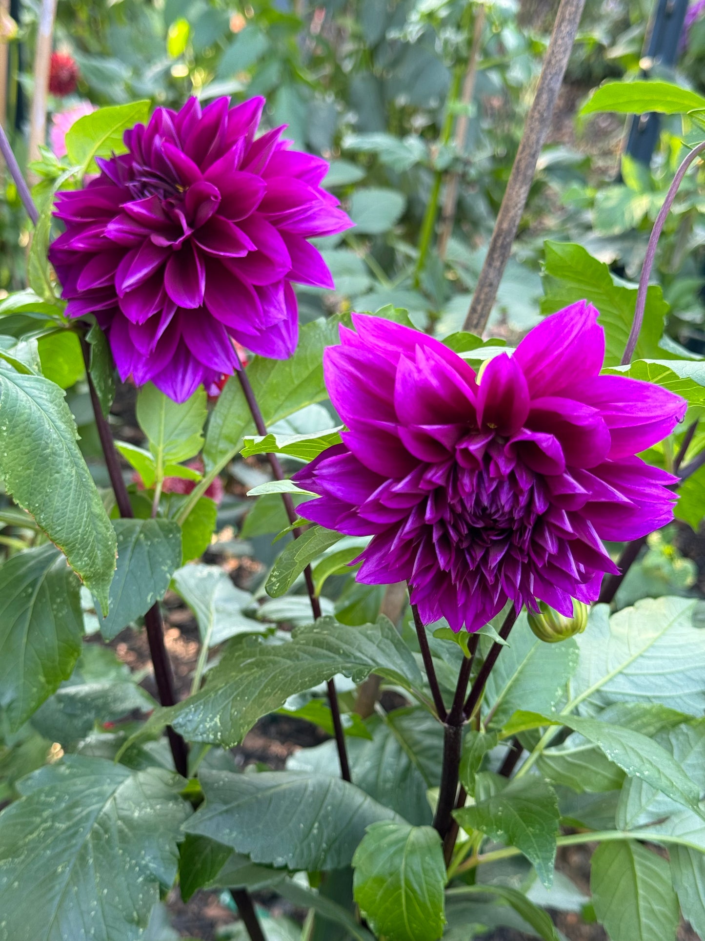 Blue Bird Dahlia