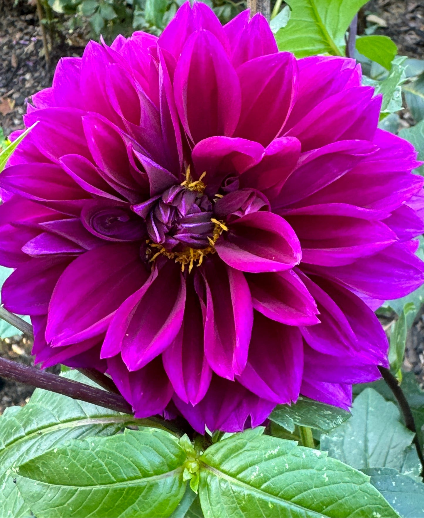 Blue Bird Dahlia