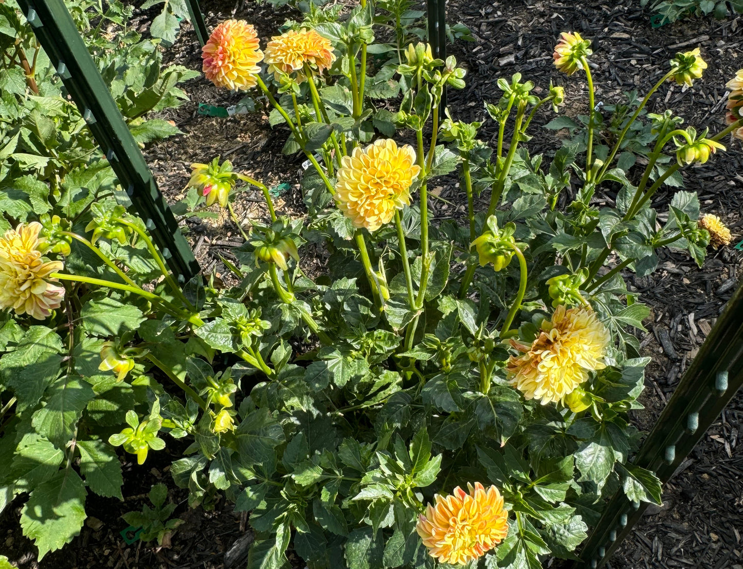 Happy Sunshine Dahlia