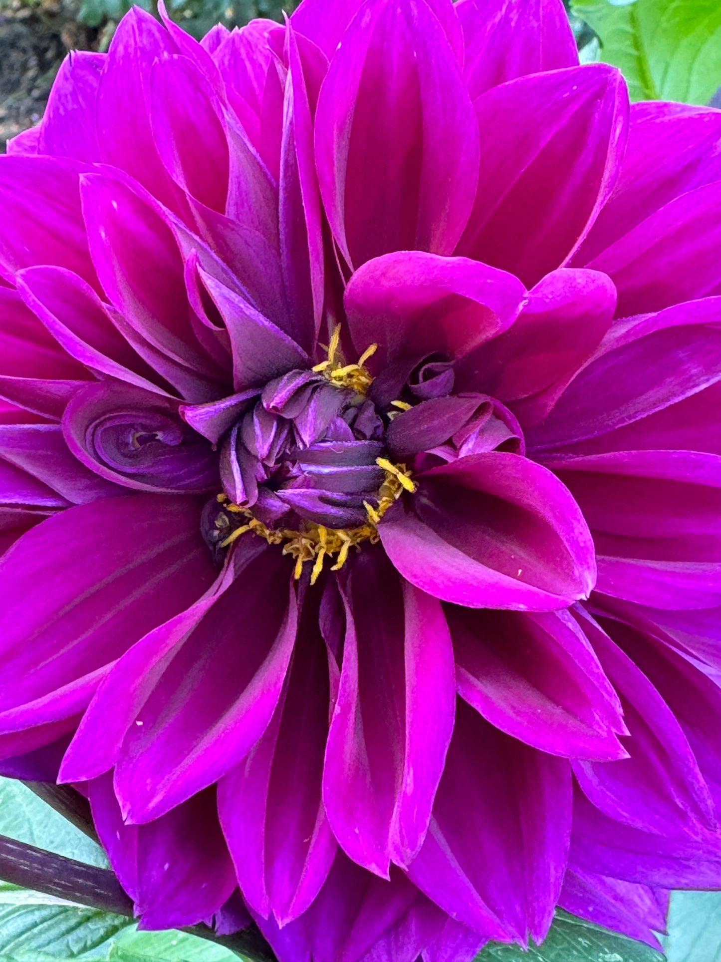 Blue Bird Dahlia