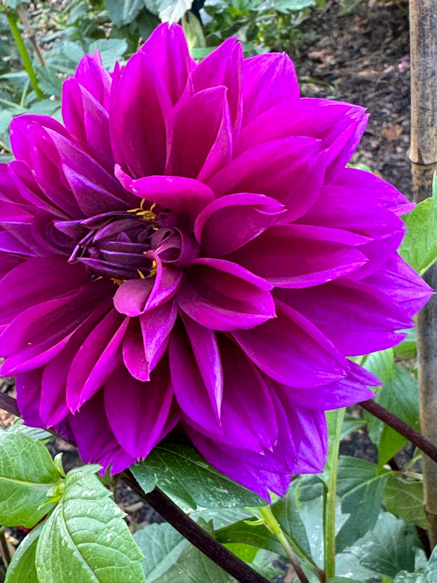 Blue Bird Dahlia