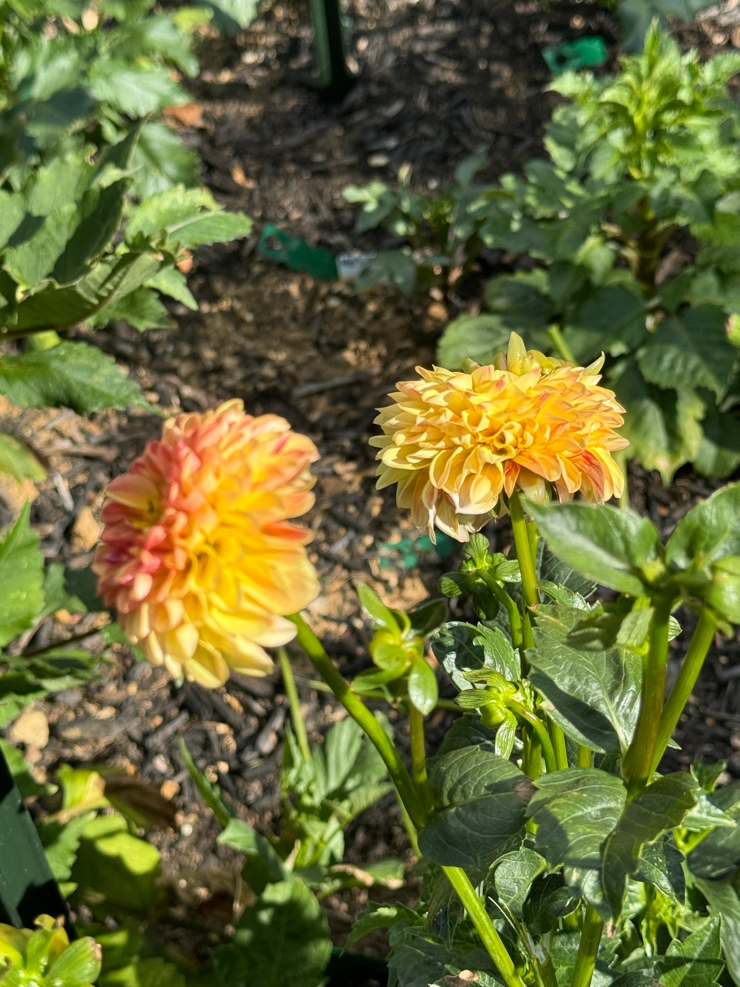 Happy Sunshine Dahlia