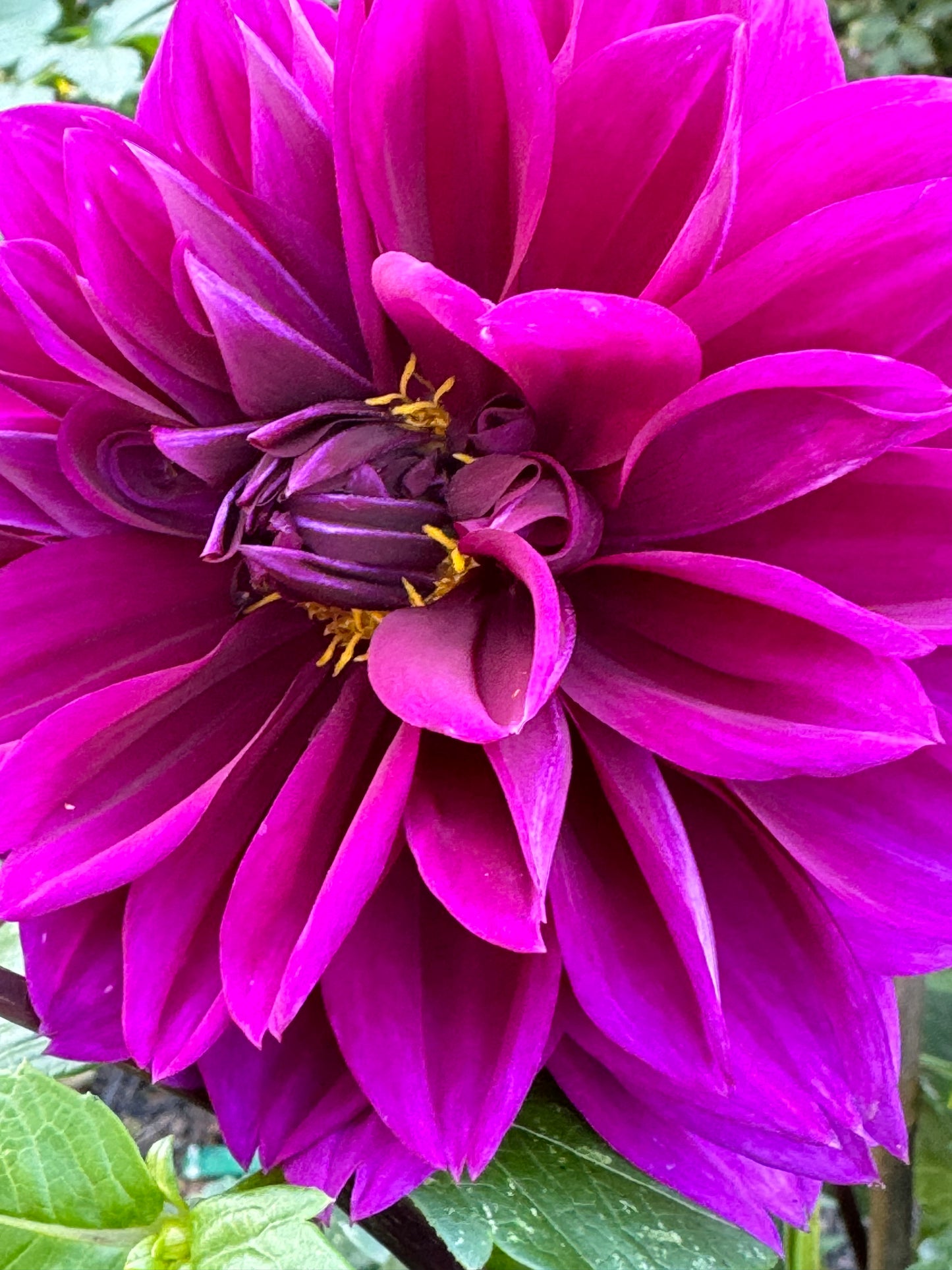 Blue Bird Dahlia