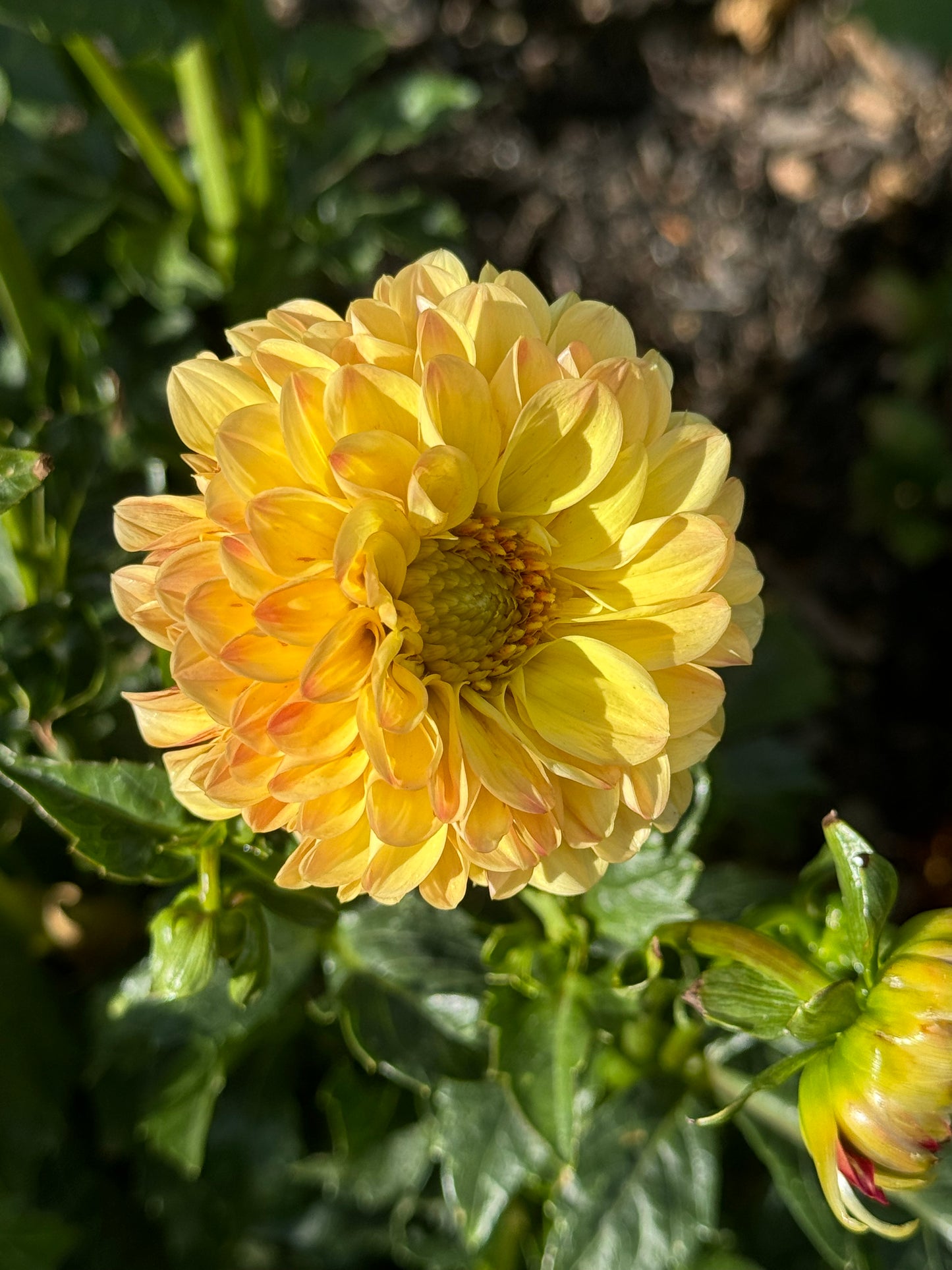 Happy Sunshine Dahlia