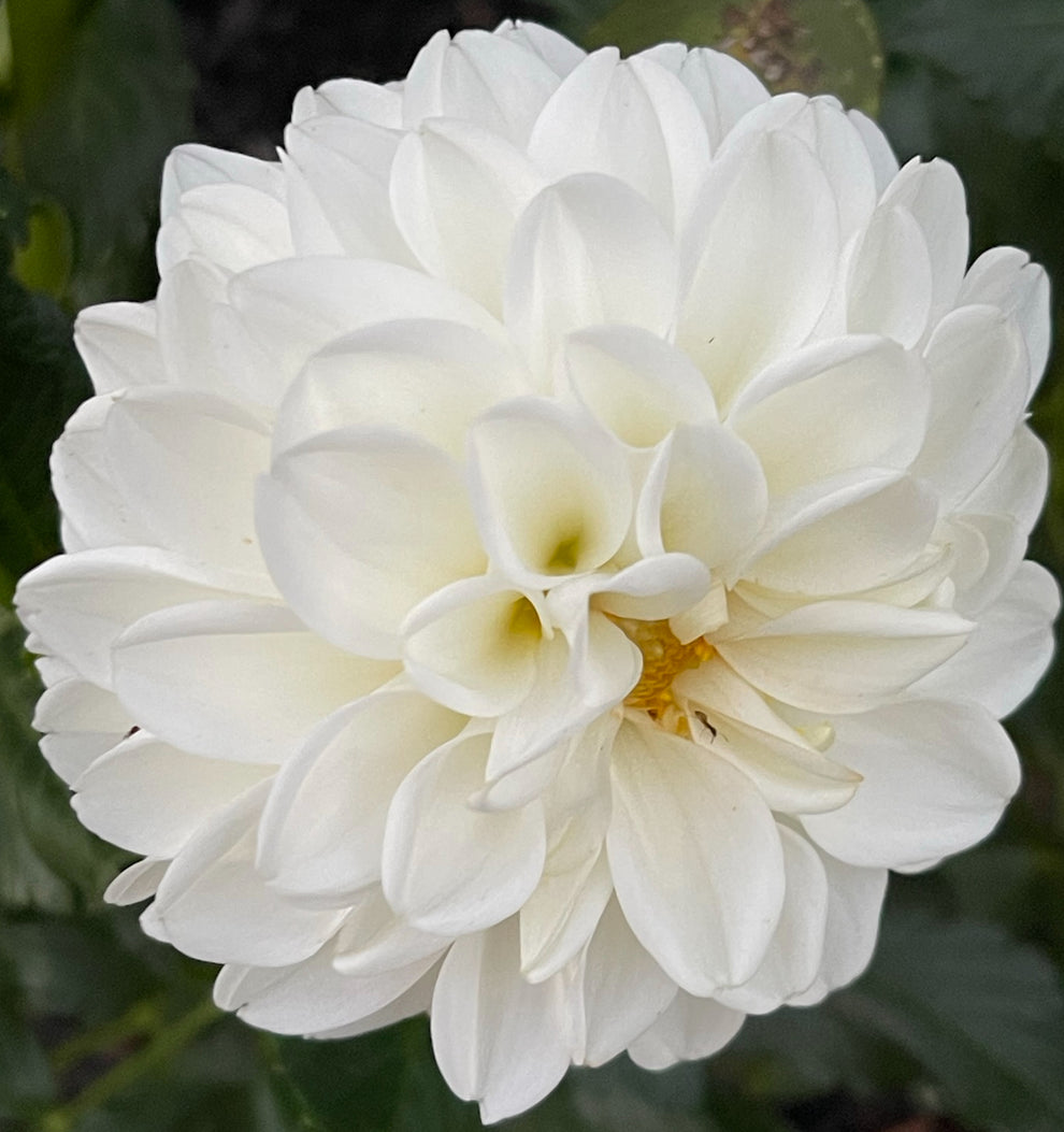 Blizzard Dahlia – Draginas Dahlias