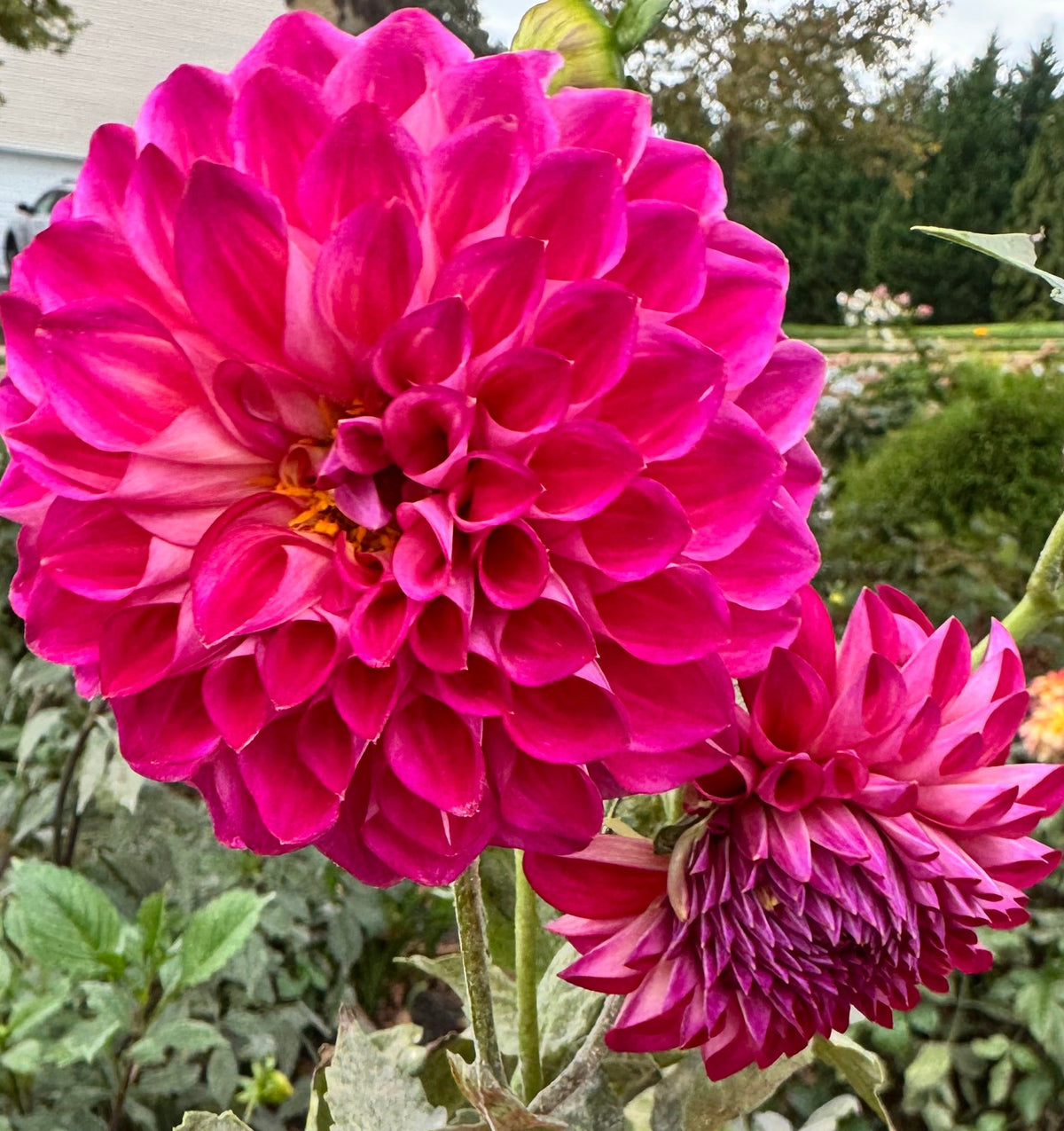 Phoenix Dahlia