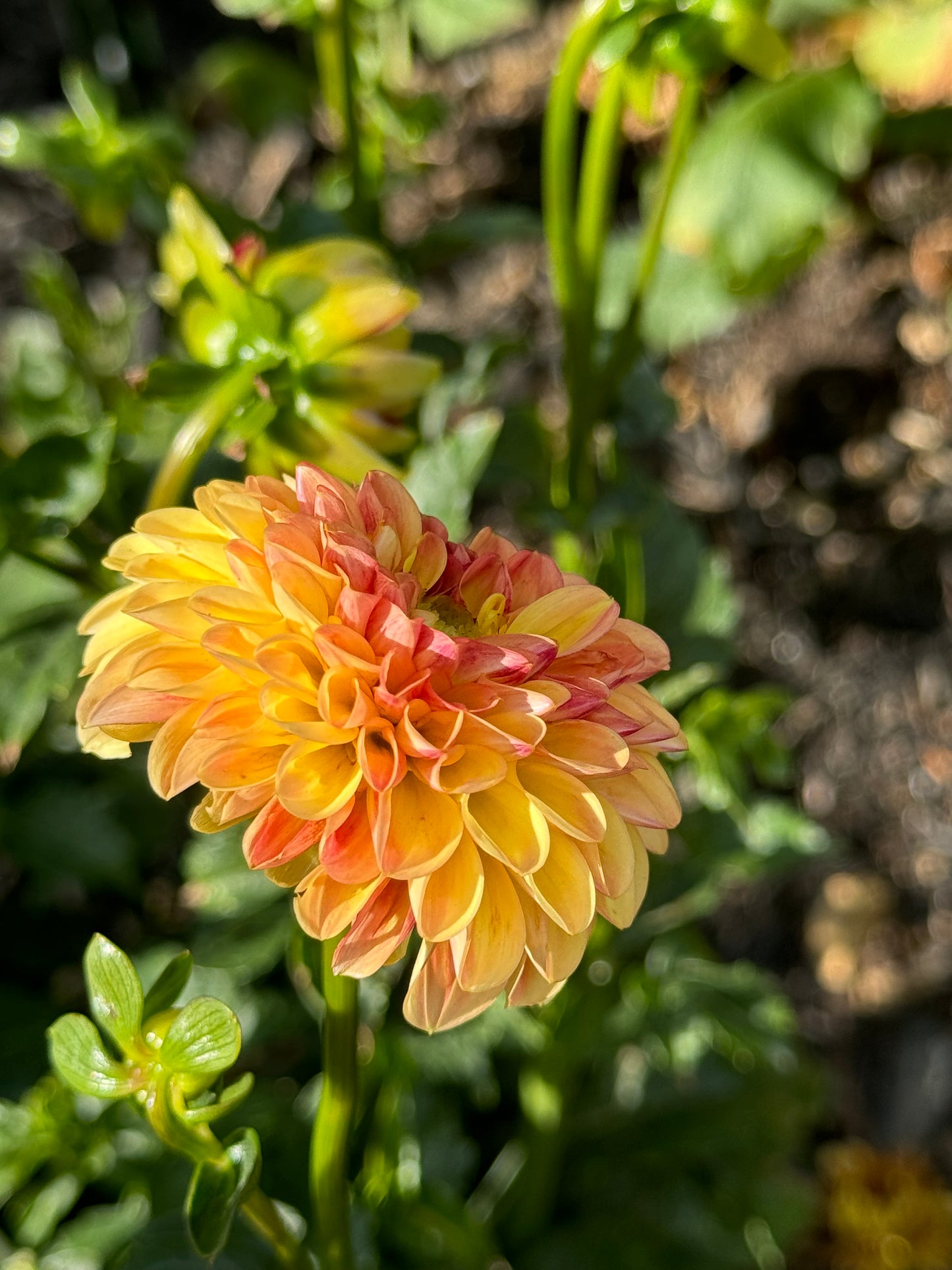 Happy Sunshine Dahlia