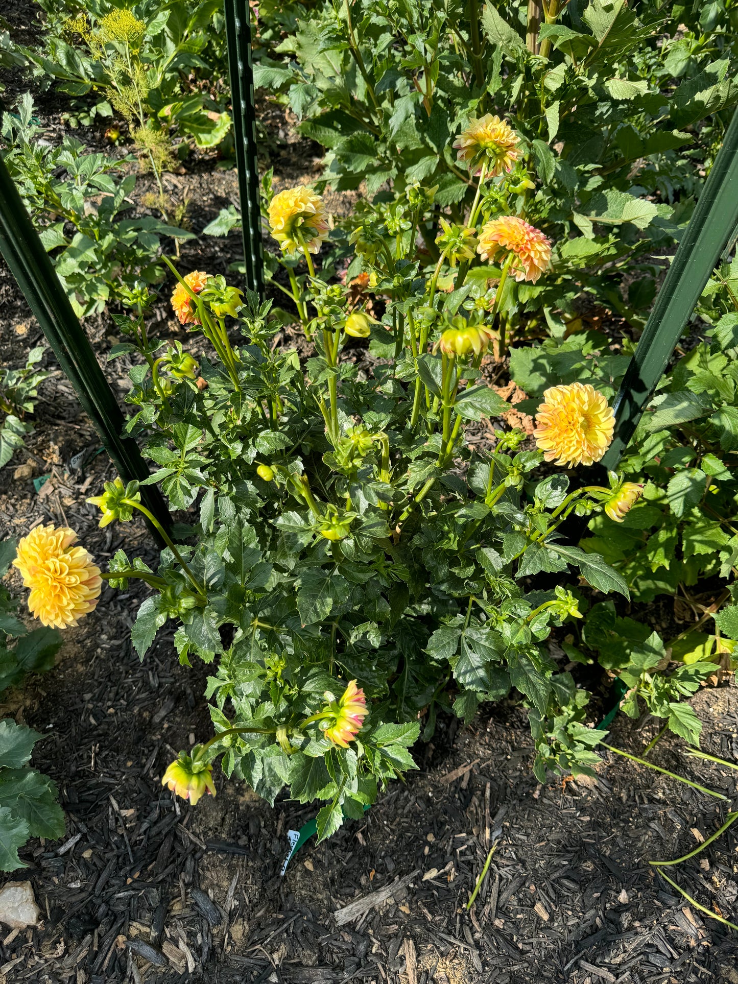 Happy Sunshine Dahlia