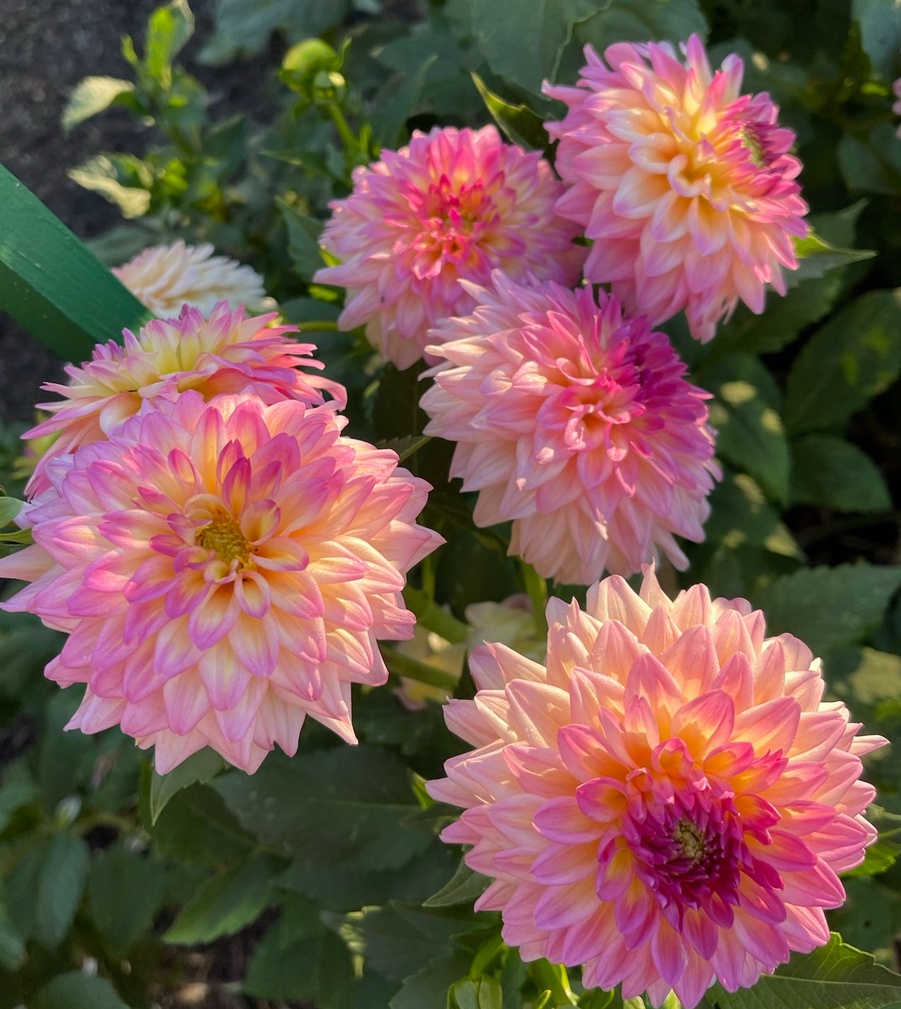 Bloomquist Isla P Dahlia