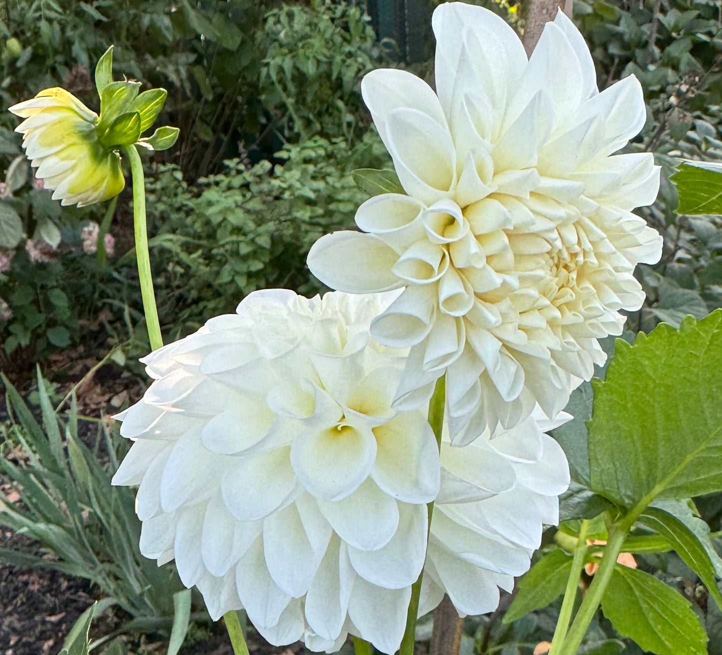 Mt. Hood Dahlia