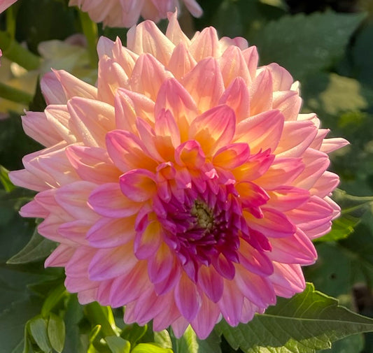 Bloomquist Isla P Dahlia