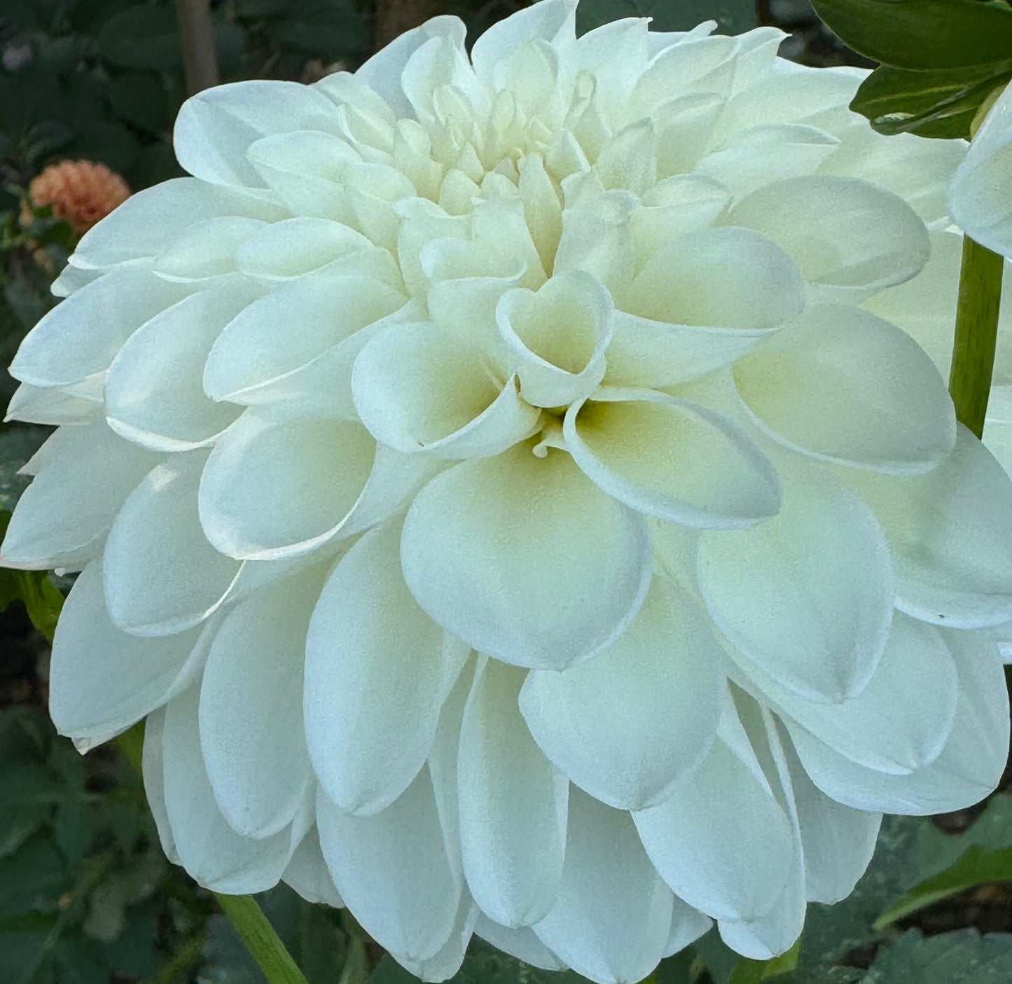 Mt. Hood Dahlia