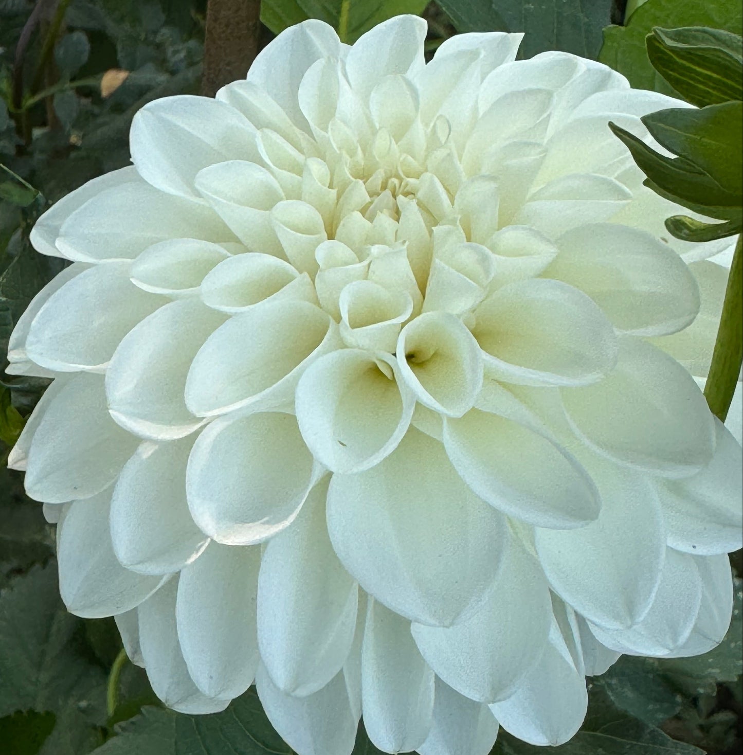 Mt. Hood Dahlia